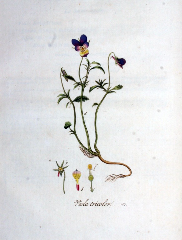 Stiefmütterchen Kraut bio
